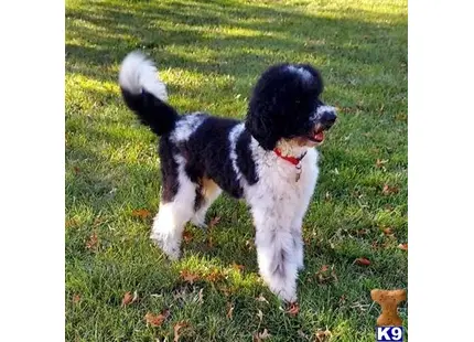 a poodle dog standing on grass