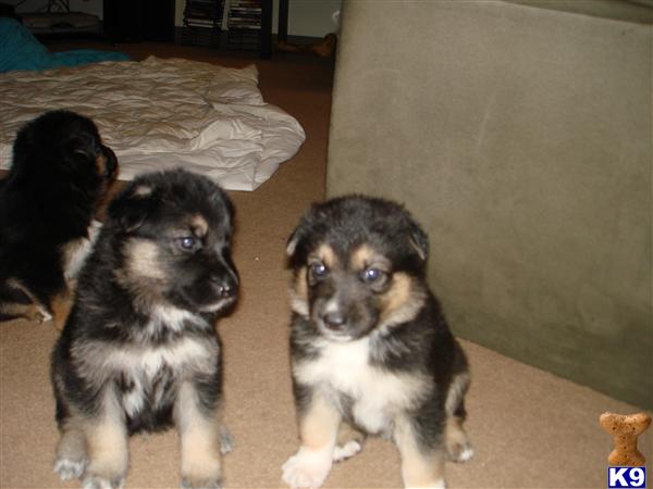german shepherd puppies for sale oahu german shepherd puppy for sale puppies for sale 7 years german shepherd puppies for sale oahu german shepherd puppy for sale puppies for sale 7 years