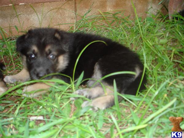 german shepherd puppies for sale oahu german shepherd puppy for sale puppies for sale 7 years german shepherd puppies for sale oahu german shepherd puppy for sale puppies for sale 7 years