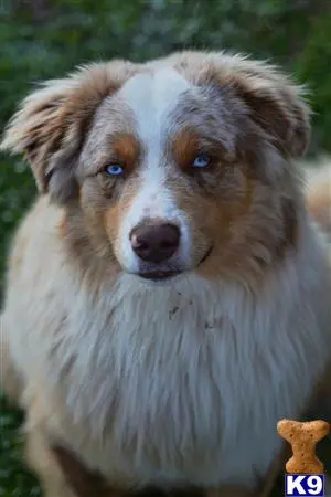 Australian Shepherd stud dog