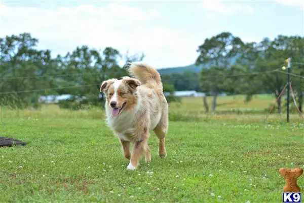 Australian Shepherd stud dog