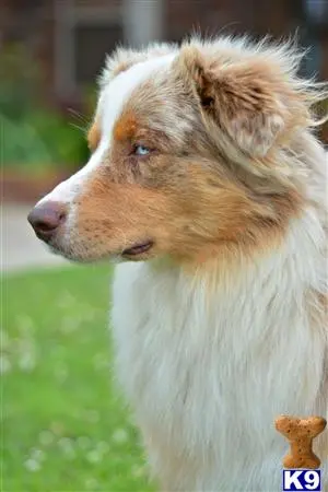 Australian Shepherd stud dog