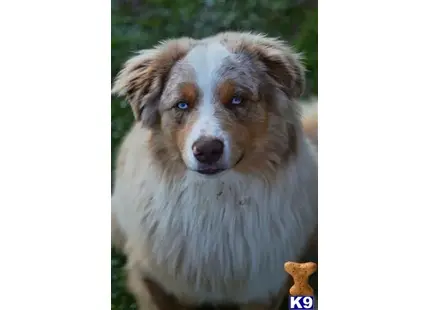 Australian Shepherd