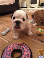 english bulldog puppy posted by cassyvan