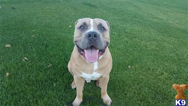 American Bully stud dog