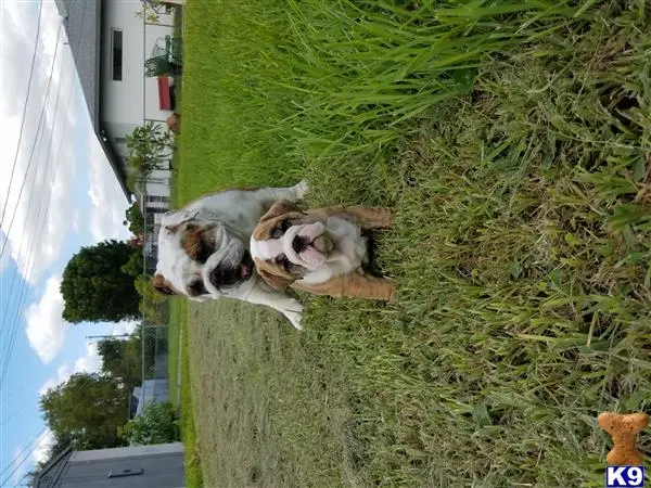 Bulldog puppy for sale