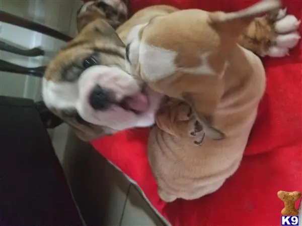 Bulldog puppy for sale