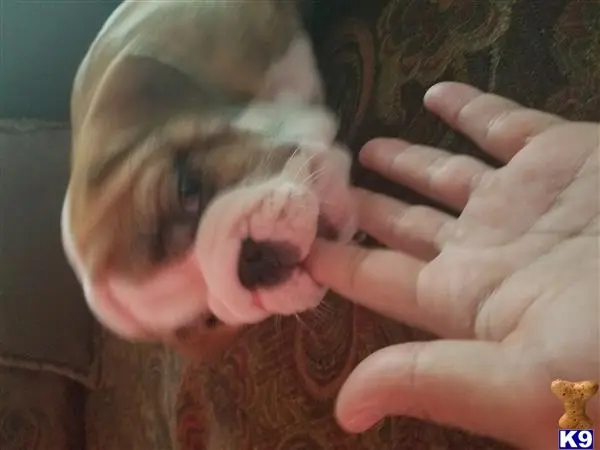 Bulldog puppy for sale