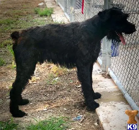 Giant Schnauzer