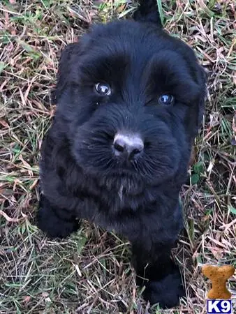 Giant Schnauzer puppy for sale