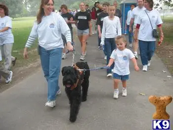 Giant Schnauzer puppy for sale