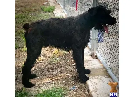 a black giant schnauzer dog standing on its hind legs in a cage