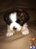 lhasa apso puppy posted by cat31