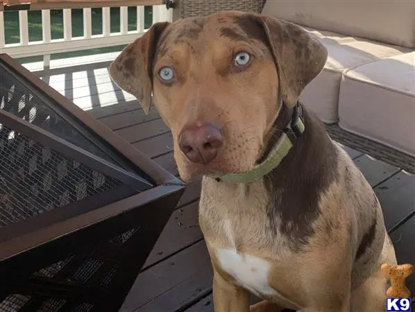 Catahoula stud dog