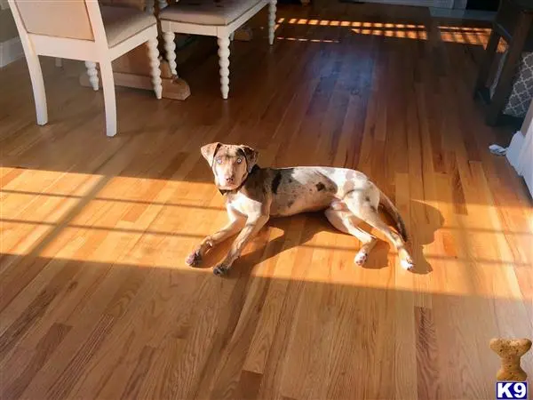 Catahoula stud dog