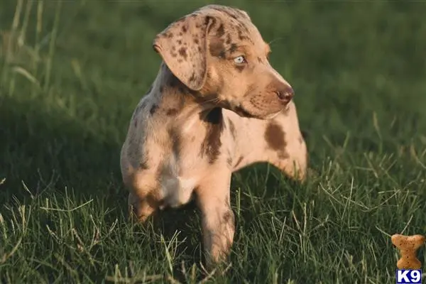 Catahoula stud dog