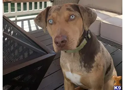 Catahoula