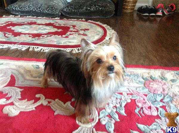 Yorkshire Terrier dog