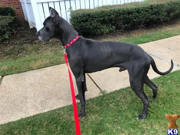 Great Dane stud dog