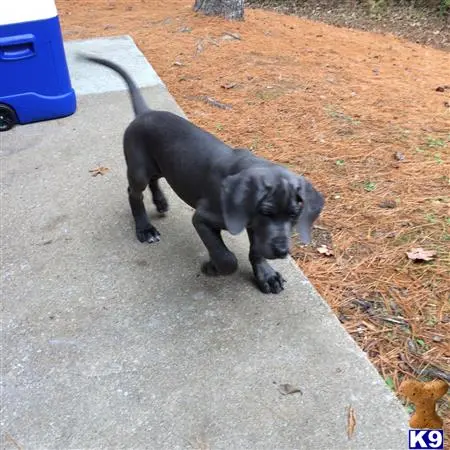 Great Dane stud dog