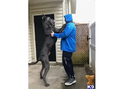 Great Dane