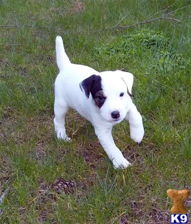 Parson Russell Terrier stud dog