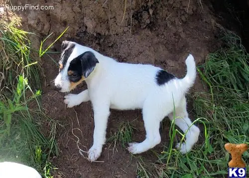 Parson Russell Terrier stud dog