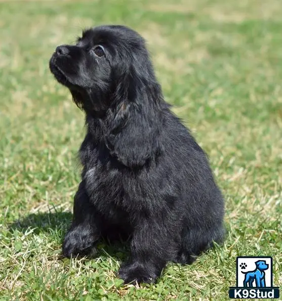 Cocker Spaniel