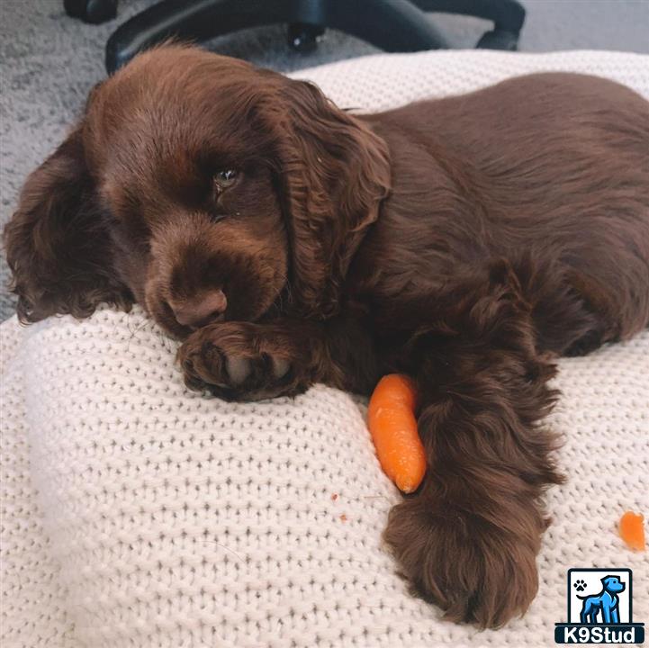a cocker spaniel dog lying on a bed with a carrot in its mouth