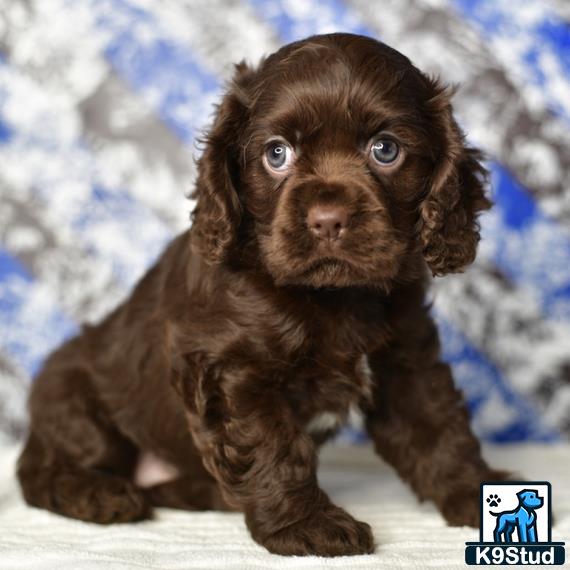 a brown cocker spaniel puppy with blue eyes
