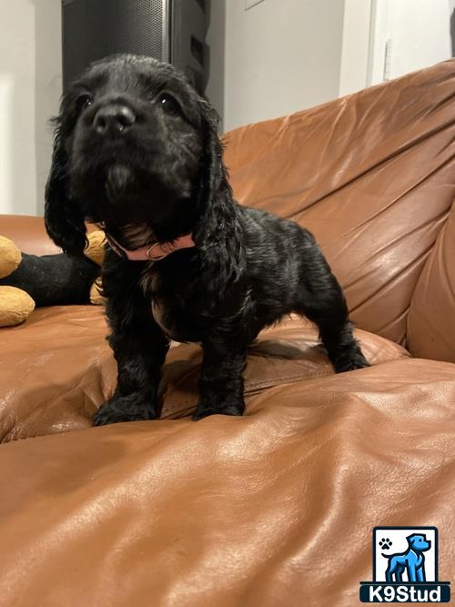 a black cocker spaniel dog sitting on a couch