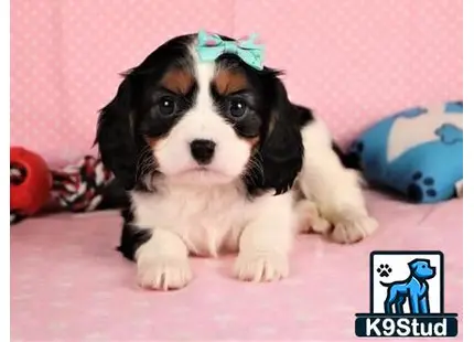 a cavalier king charles spaniel dog wearing a crown