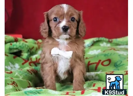 a cavalier king charles spaniel dog sitting on a bed