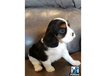 a cavalier king charles spaniel dog sitting on a couch