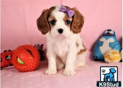 a cavalier king charles spaniel dog wearing a bow tie