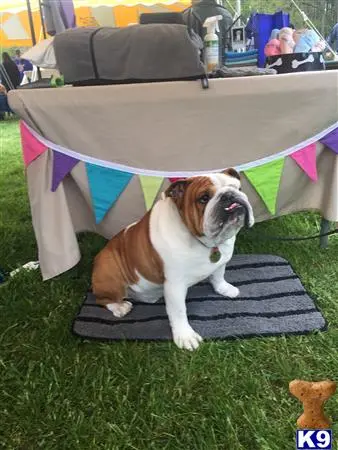 English Bulldog stud dog