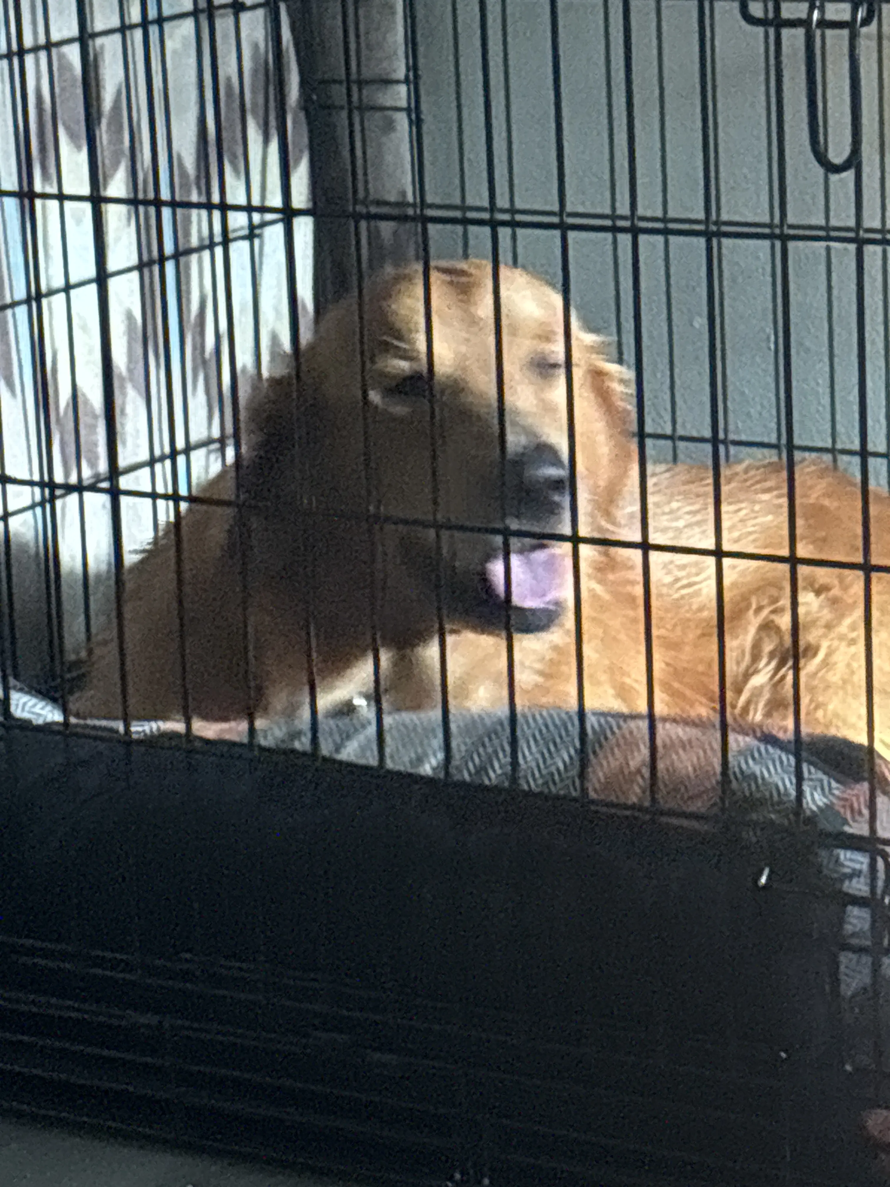 Golden Retriever stud dog: Golden Retriever resting in a crate with a relaxed expression