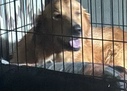 Golden Retriever stud dog: Golden Retriever resting in a crate with a relaxed expression
