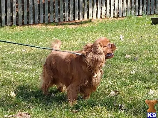 Cavalier King Charles Spaniel