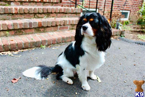 Cavalier King Charles Spaniel