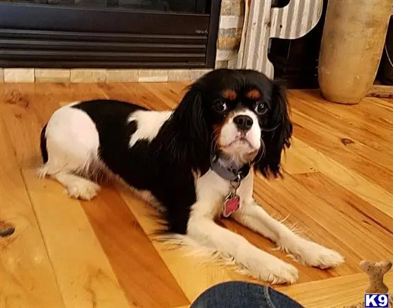 Cavalier King Charles Spaniel