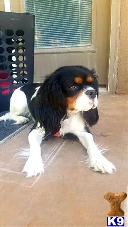 Cavalier King Charles Spaniel female dog