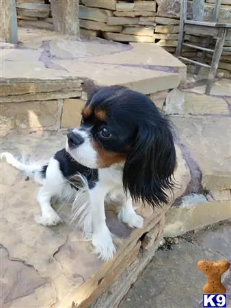 Cavalier King Charles Spaniel female dog