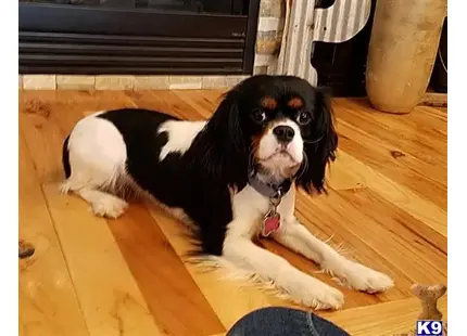 Cavalier King Charles Spaniel
