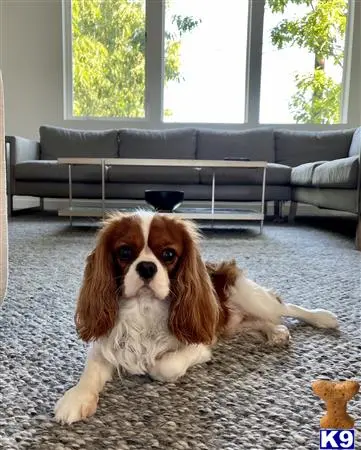 Cavalier King Charles Spaniel