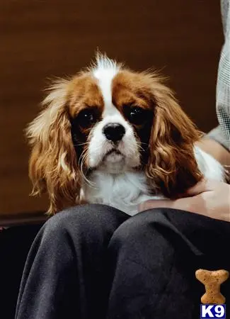 Cavalier King Charles Spaniel