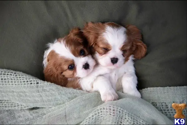 Cavalier King Charles Spaniel stud dog