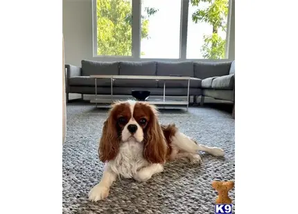 Cavalier King Charles Spaniel