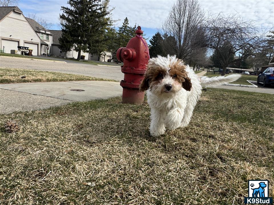 a cavapoo dog standing next to a fire hydrant
