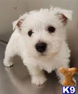 west highland white terrier puppy posted by caveras